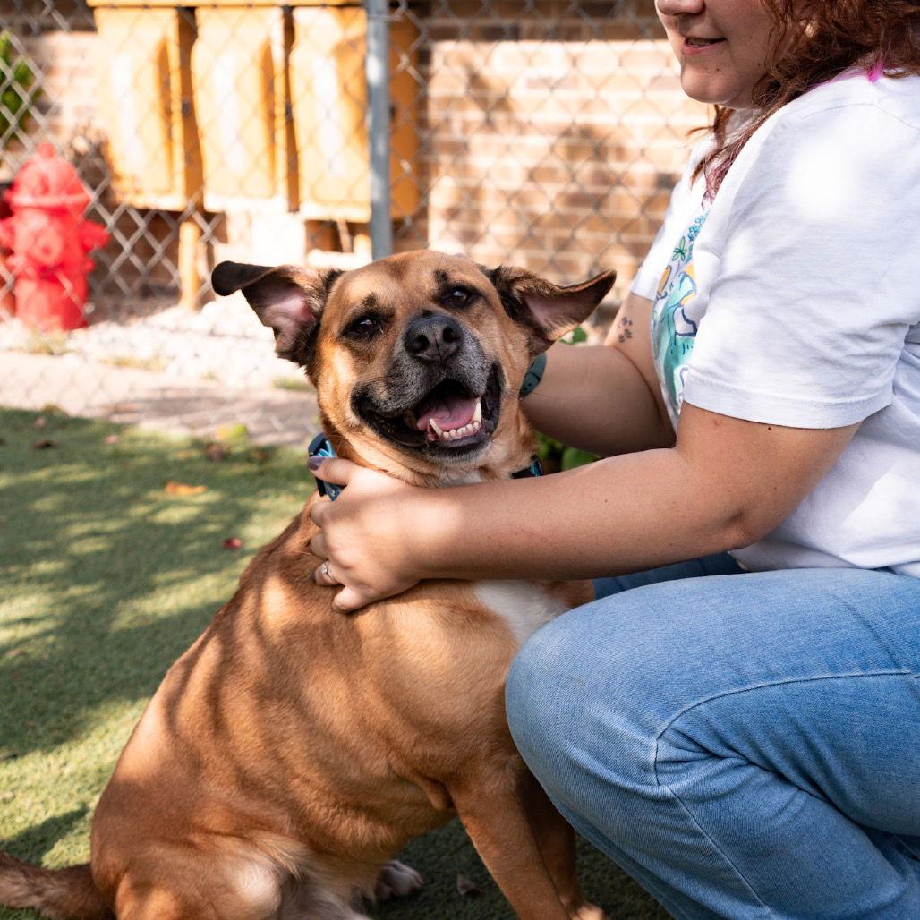 Rebel, a Adoptable Labrador Retriever in Dallas, TX image 3/3