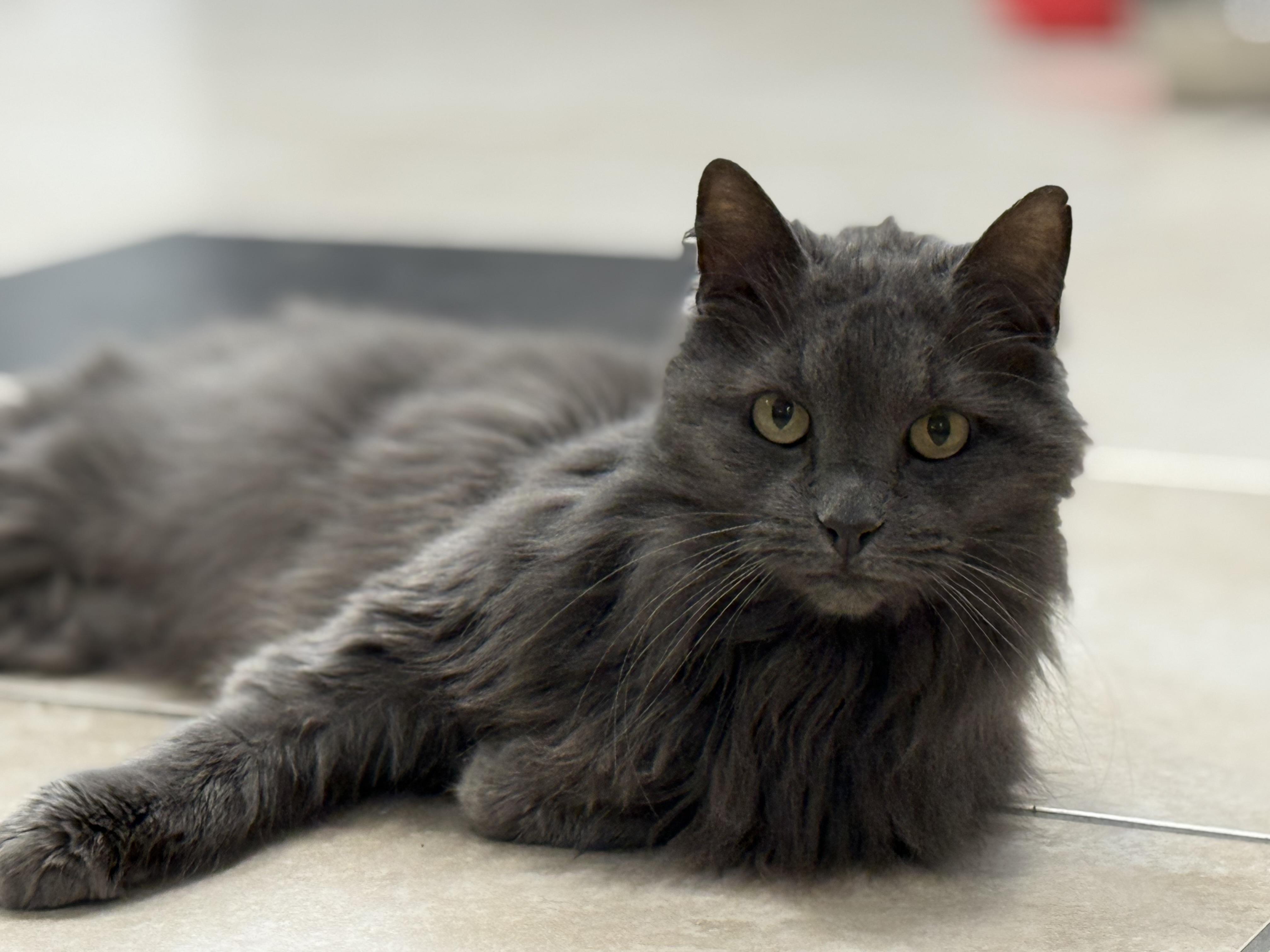 Enlarge Roxy, an adopted Domestic Long Hair in Plymouth, MA image 2/6
