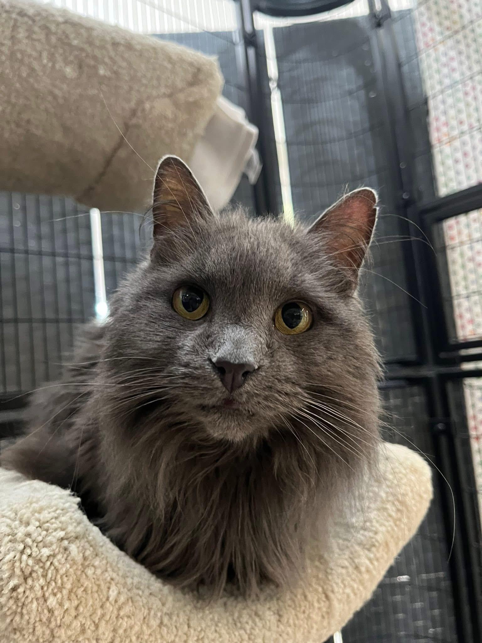 Enlarge Roxy, an adopted Domestic Long Hair in Plymouth, MA image 5/6