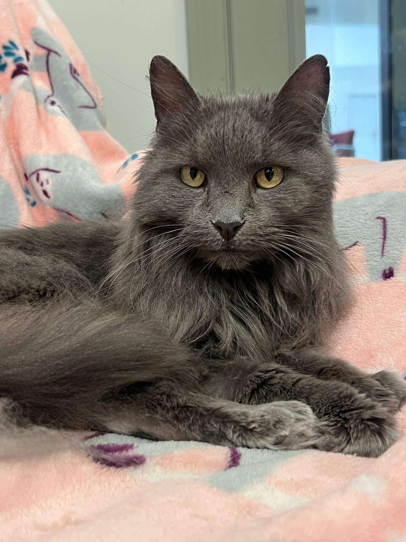 Roxy, adopted, Senior Female Domestic Long Hair.