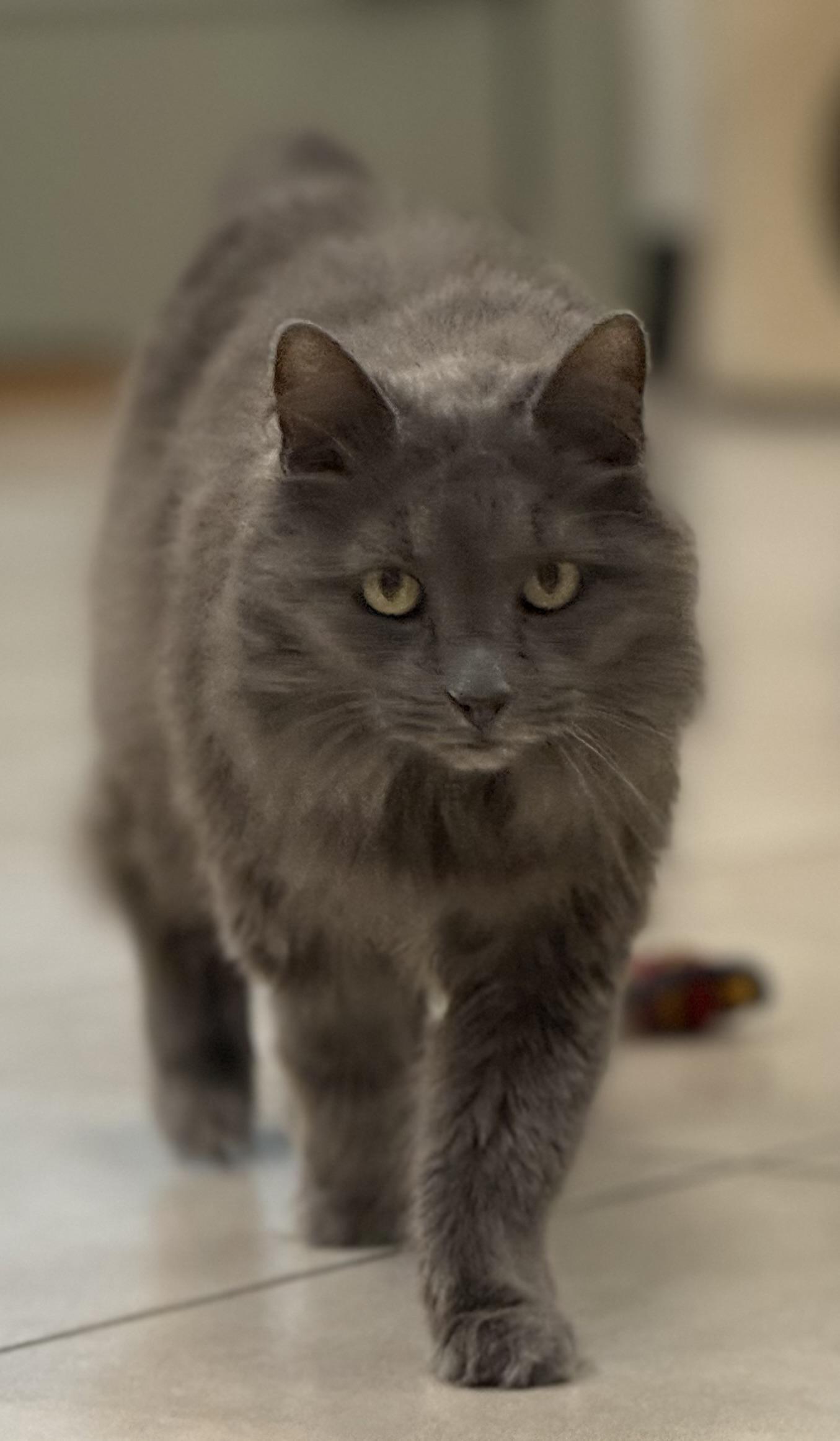 Enlarge Roxy, an adopted Domestic Long Hair in Plymouth, MA image 4/6