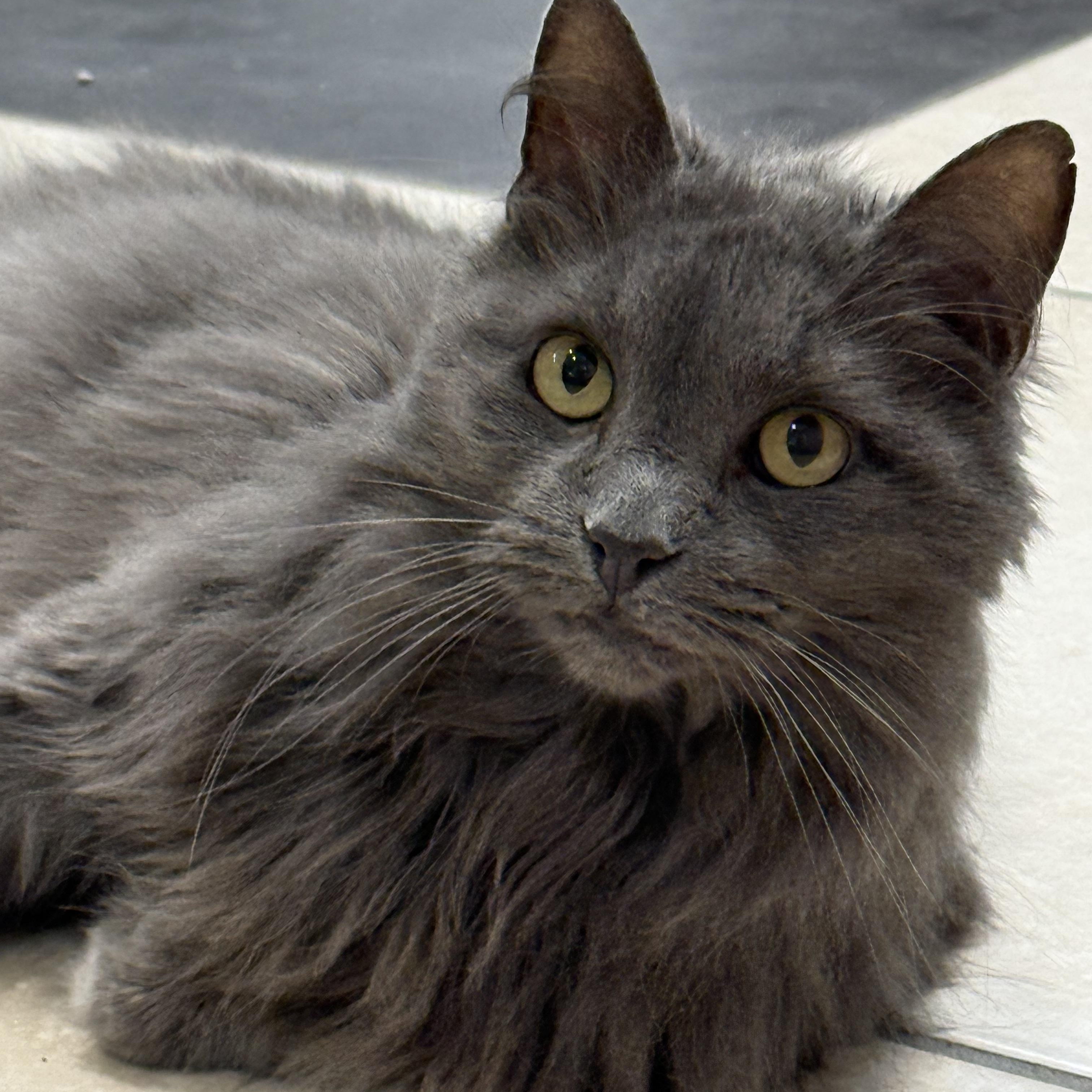 Enlarge Roxy, an adopted Domestic Long Hair in Plymouth, MA image 3/6