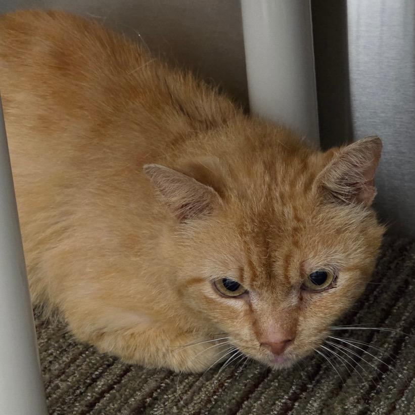 Ravioli, Adoptable, Adult Male American Bobtail.