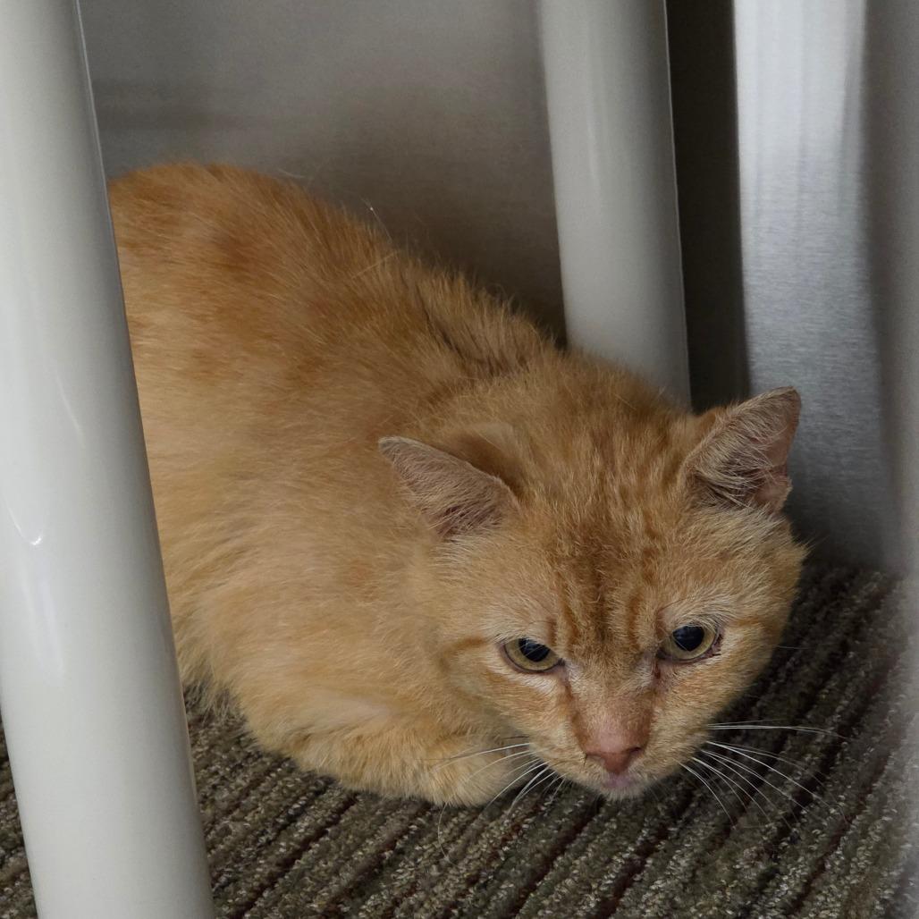 Ravioli, Adoptable, Adult Male American Bobtail.