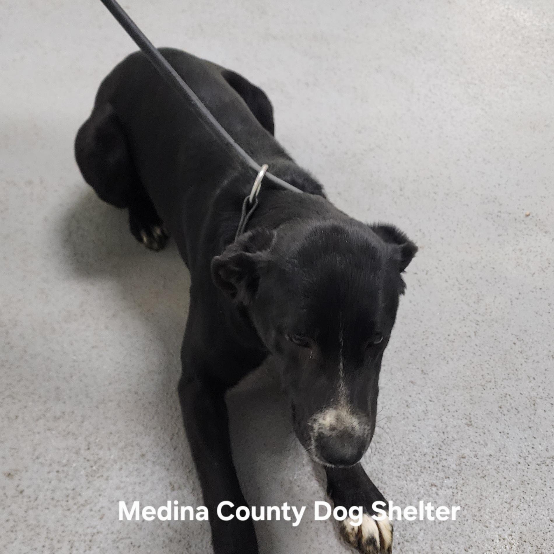 Enlarge Jeri, a ADOPTABLE mixed breed in Medina, OH image 1/2