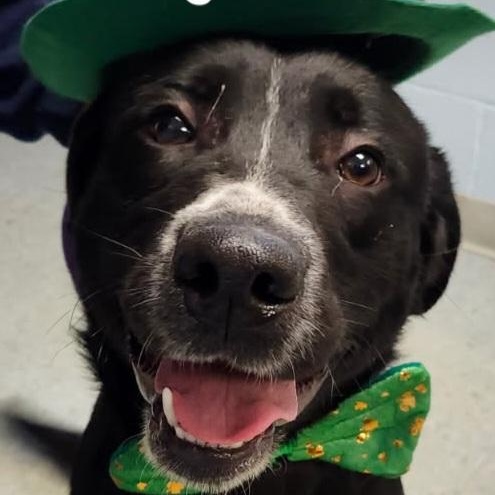 Enlarge Jeri, a ADOPTABLE mixed breed in Medina, OH image 1/3