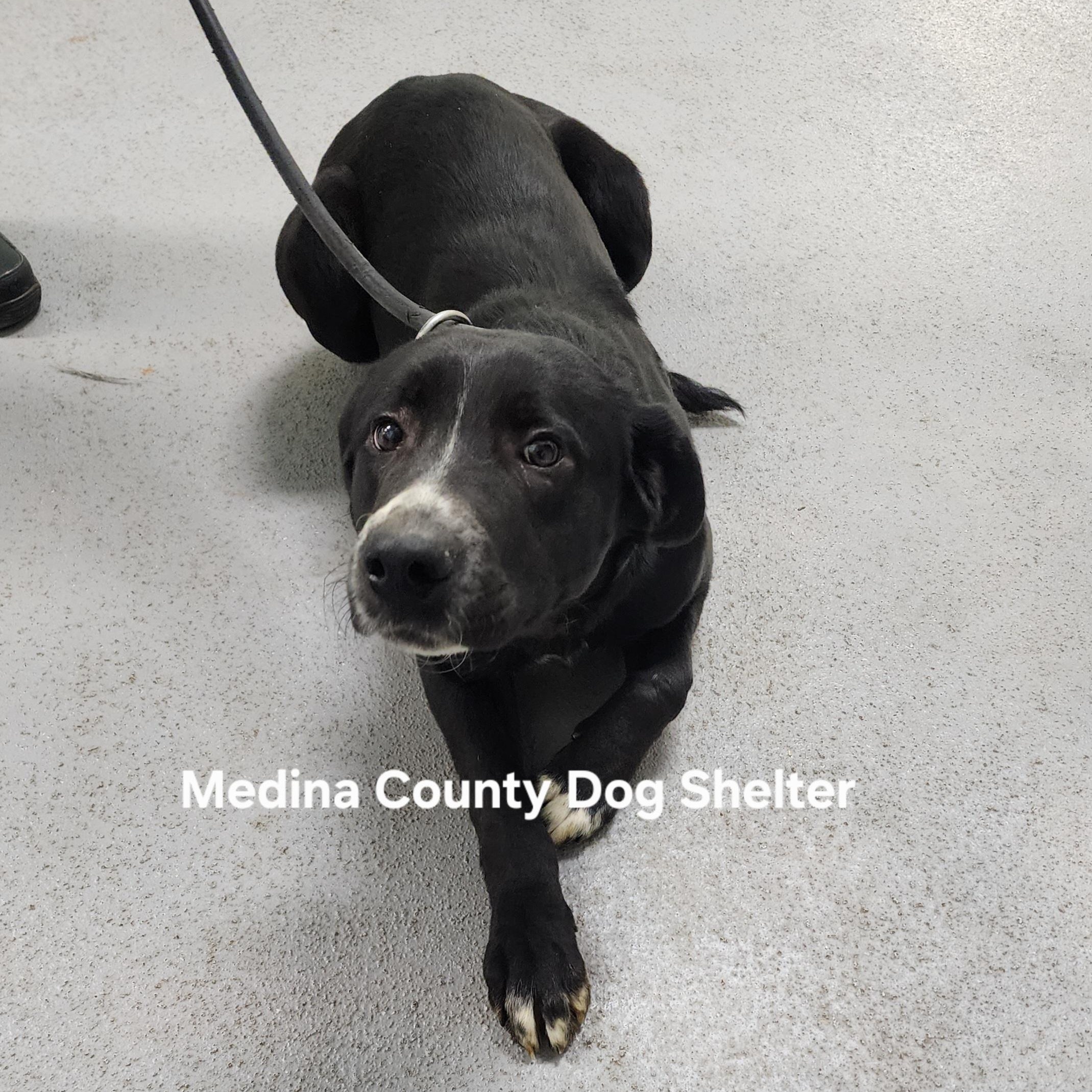 Enlarge Jeri, a ADOPTABLE mixed breed in Medina, OH image 2/2