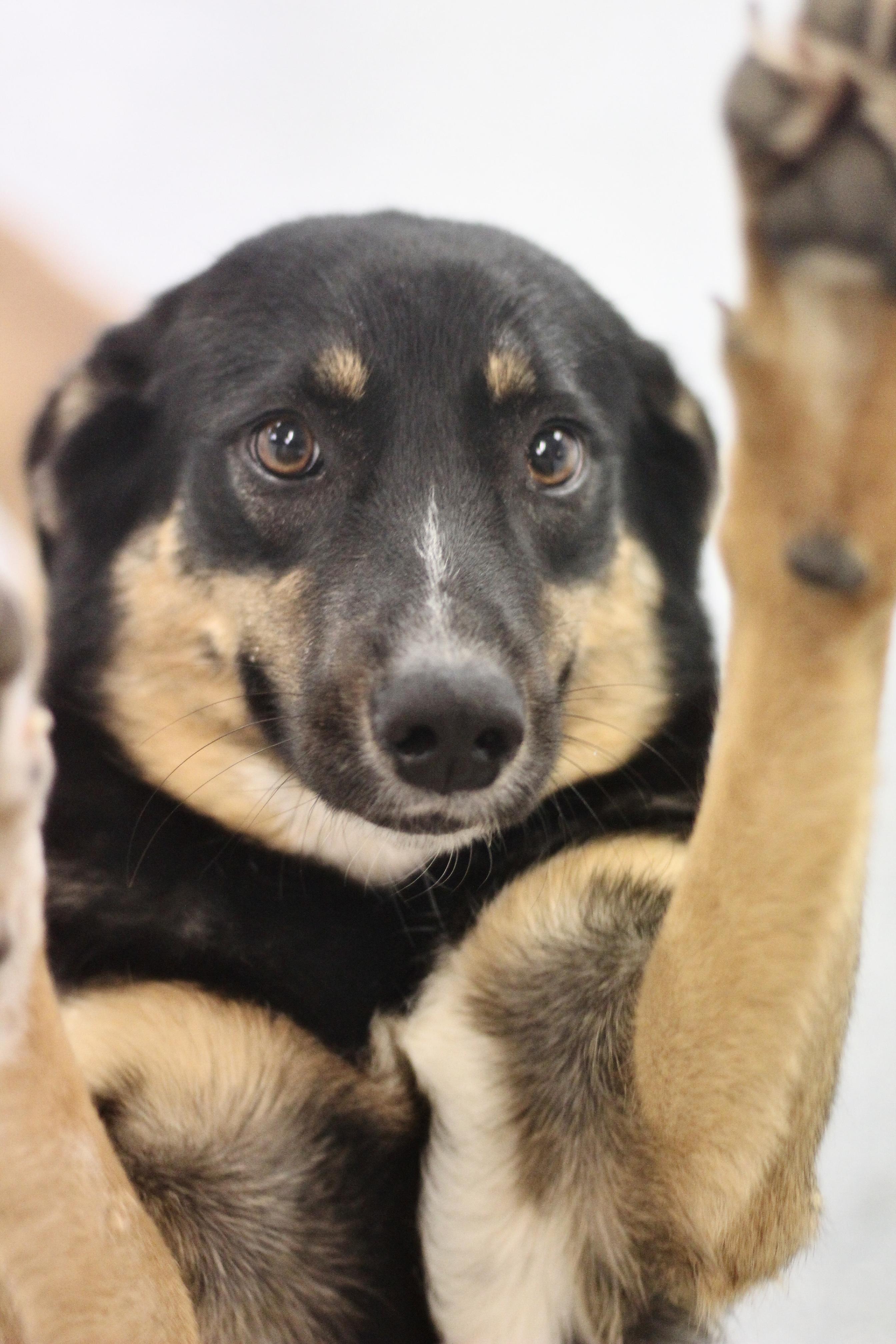 Enlarge Destiny in NH! Come Meet our Adoptable Dogs Wednesday-Saturday. More info in Bio!, a ADOPTABLE mixed breed in Manchester, NH image 2/2