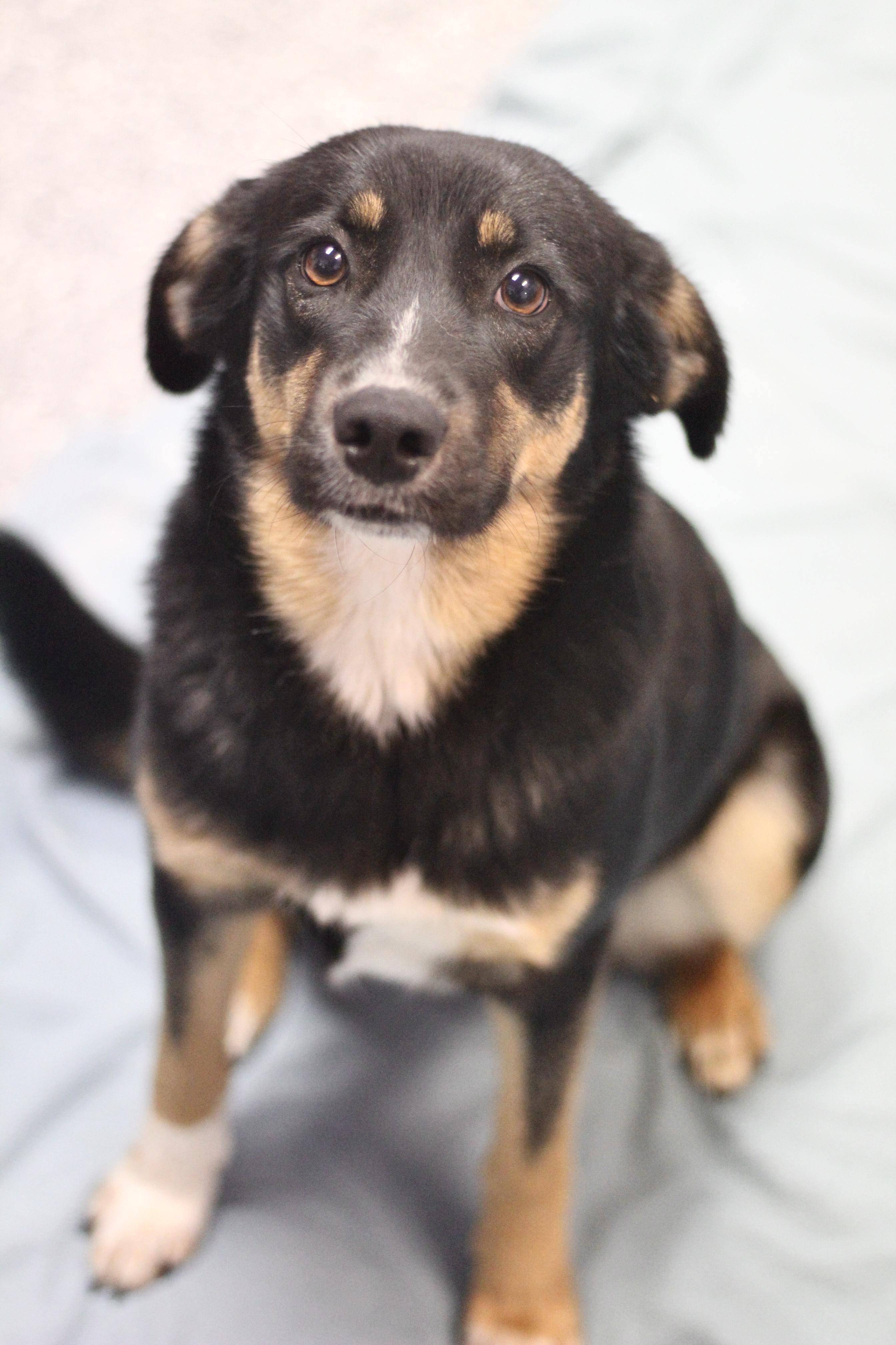 Enlarge Destiny in NH! Come Meet our Adoptable Dogs Wednesday-Saturday. More info in Bio!, a ADOPTABLE mixed breed in Manchester, NH image 1/2