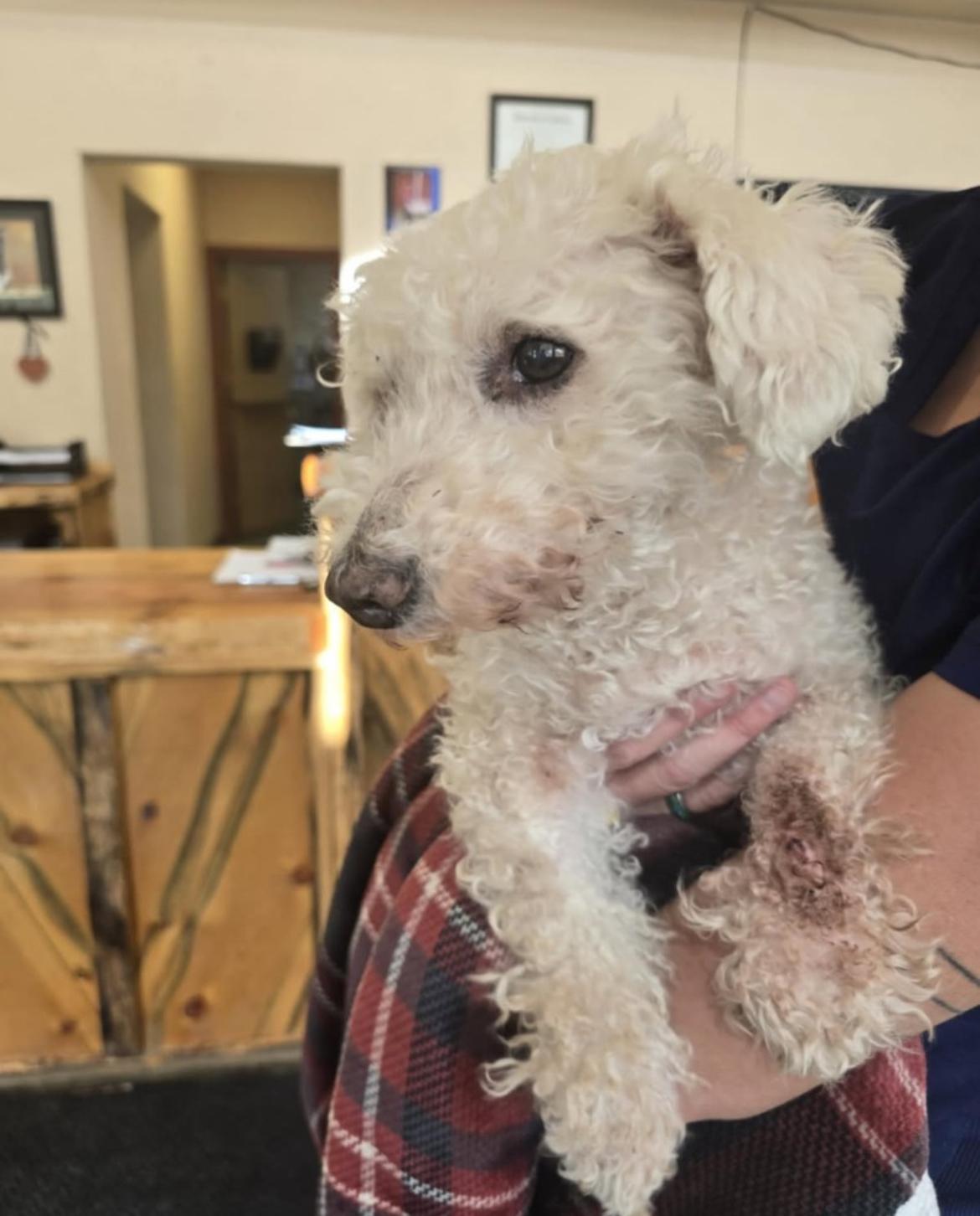 Tommy, an adoptable Miniature Poodle, Dachshund in Powell Butte, OR, 97753 | Photo Image 1