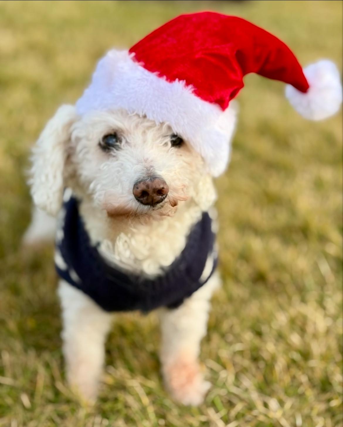 Enlarge Tommy, a Adoptable mixed breed in Powell Butte, OR image 2/4