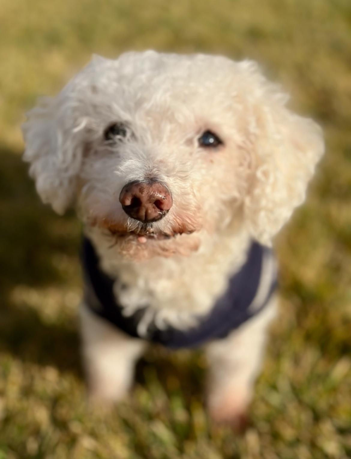 Enlarge Tommy, a Adoptable mixed breed in Powell Butte, OR image 3/4
