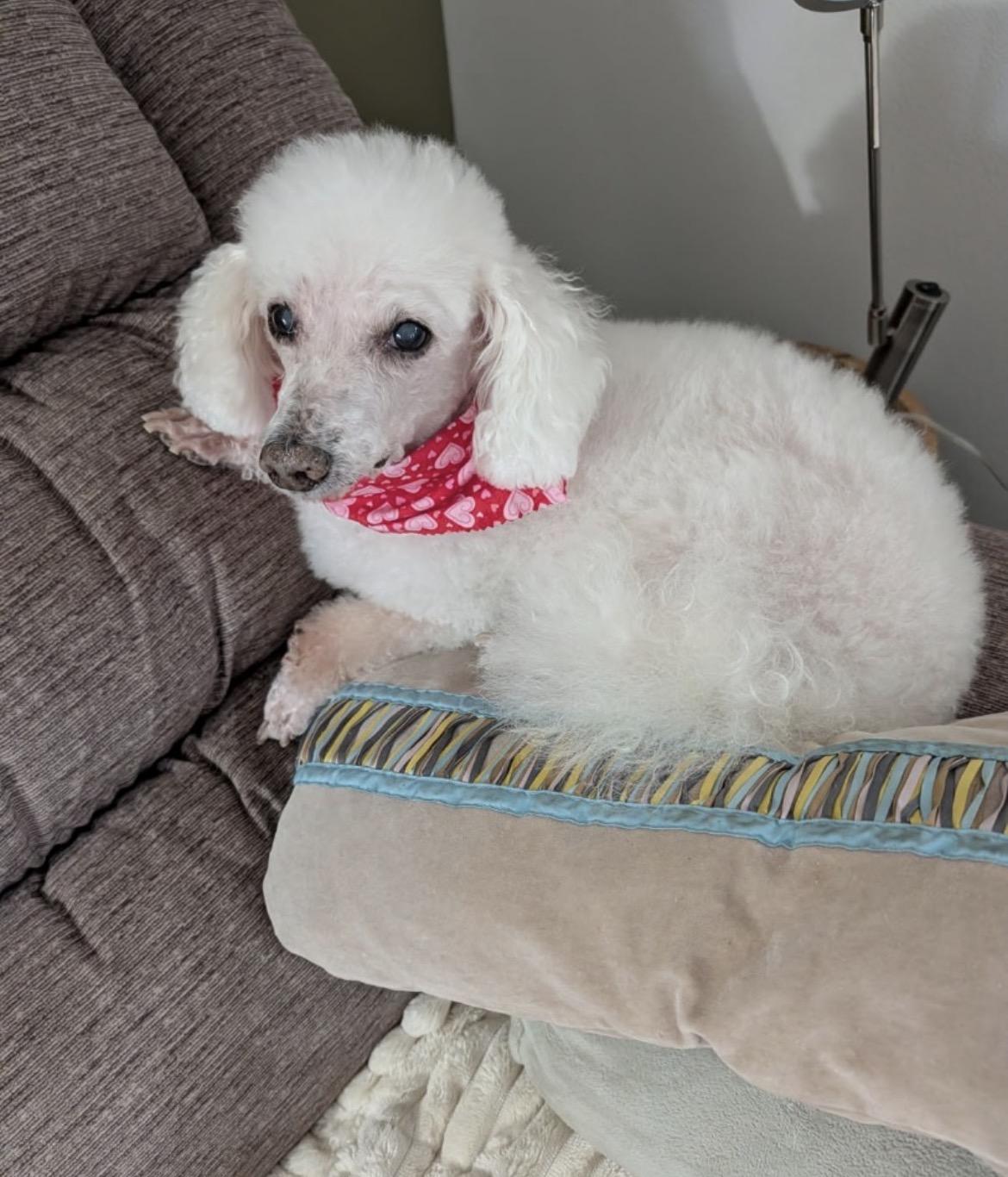 Enlarge Tommy, a Adoptable mixed breed in Powell Butte, OR image 5/5