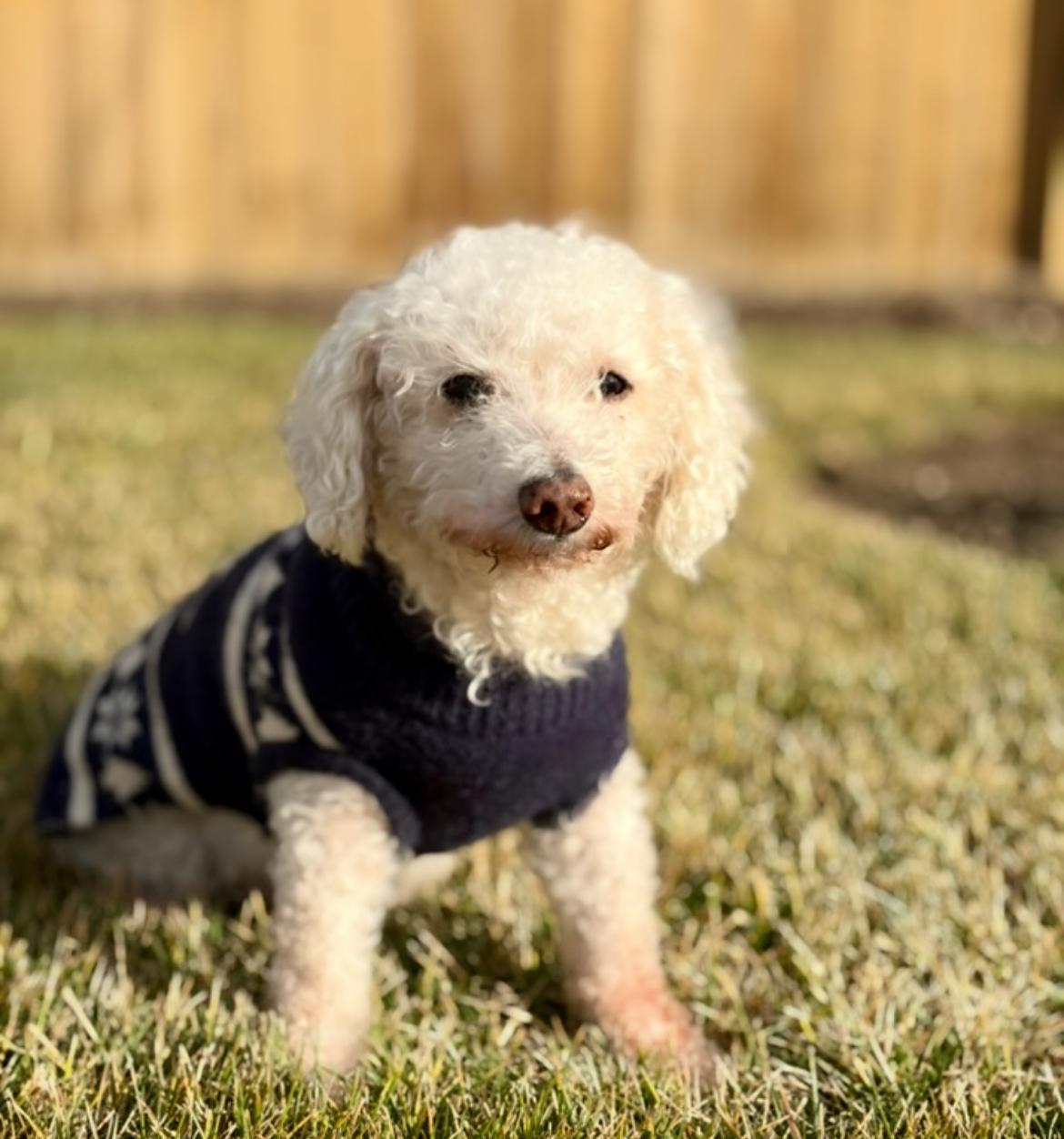 Enlarge Tommy, a Adoptable mixed breed in Powell Butte, OR image 4/4