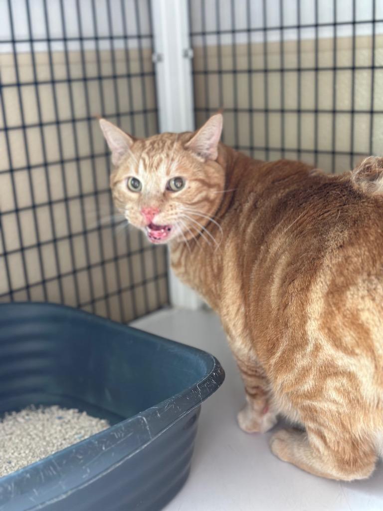 Enlarge Molson, a Adoptable mixed breed in Green River, WY image 1/1