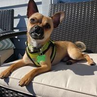 Snowball, Adopted, Young Male Chihuahua & Dachshund.