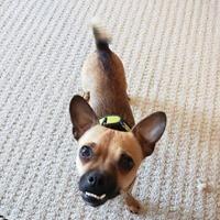 Snowball, a Adopted mixed breed in Covington, WA image 2/4