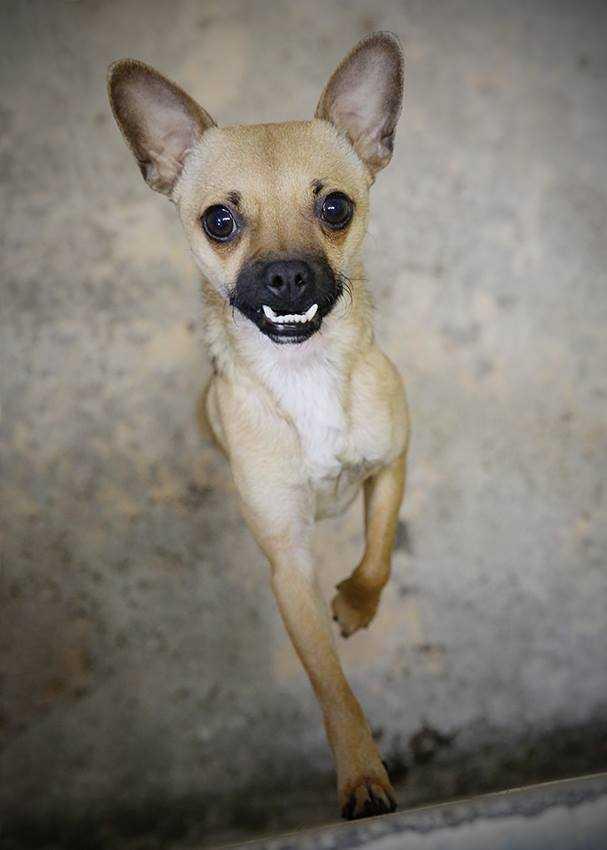 Snowball, a Adopted mixed breed in Covington, WA image 3/4