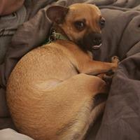 Snowball, a Adopted mixed breed in Covington, WA image 4/4