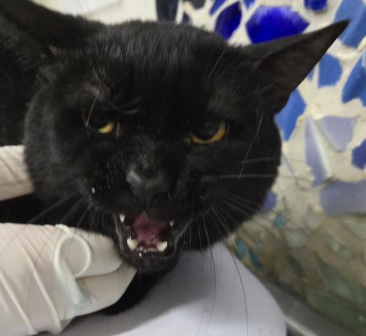 Enlarge ONION RING, a Adoptable Domestic Short Hair in Pensacola, FL image 1/1