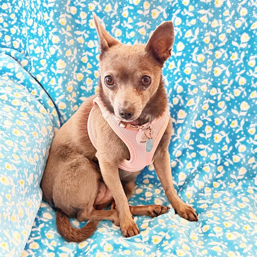 Enlarge Natasha, a Adoptable mixed breed in Flower Mound, TX image 2/5