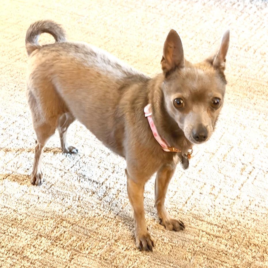Enlarge Natasha, a Adoptable mixed breed in Flower Mound, TX image 3/5
