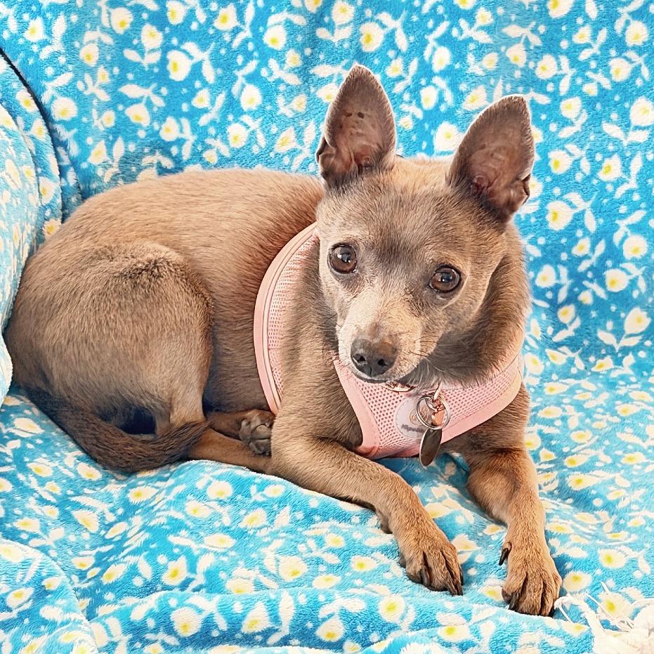 Natasha, Adoptable, Adult Female Chihuahua & Mixed Breed.