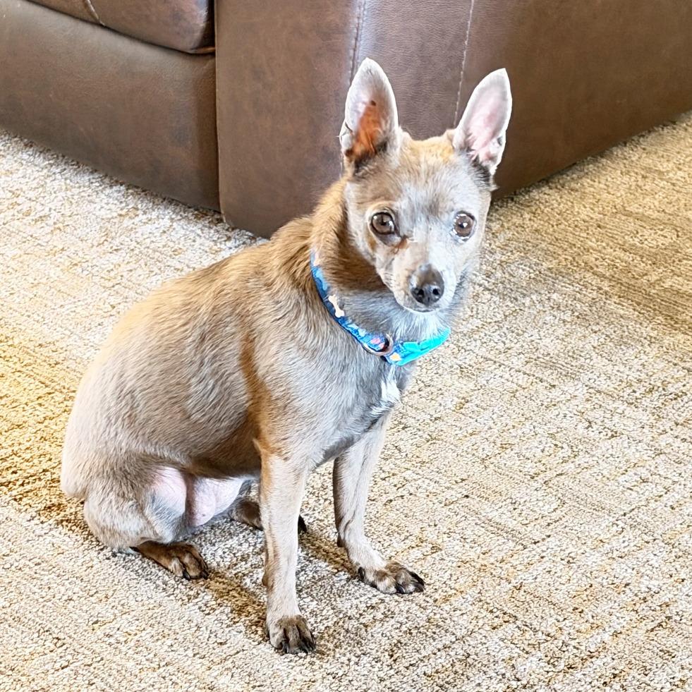 Enlarge Natasha, a Adoptable mixed breed in Flower Mound, TX image 4/5