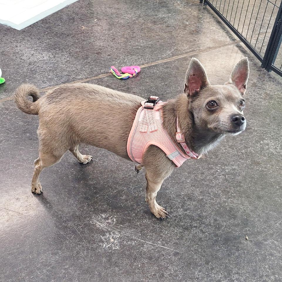 Enlarge Natasha, a Adoptable mixed breed in Flower Mound, TX image 5/5