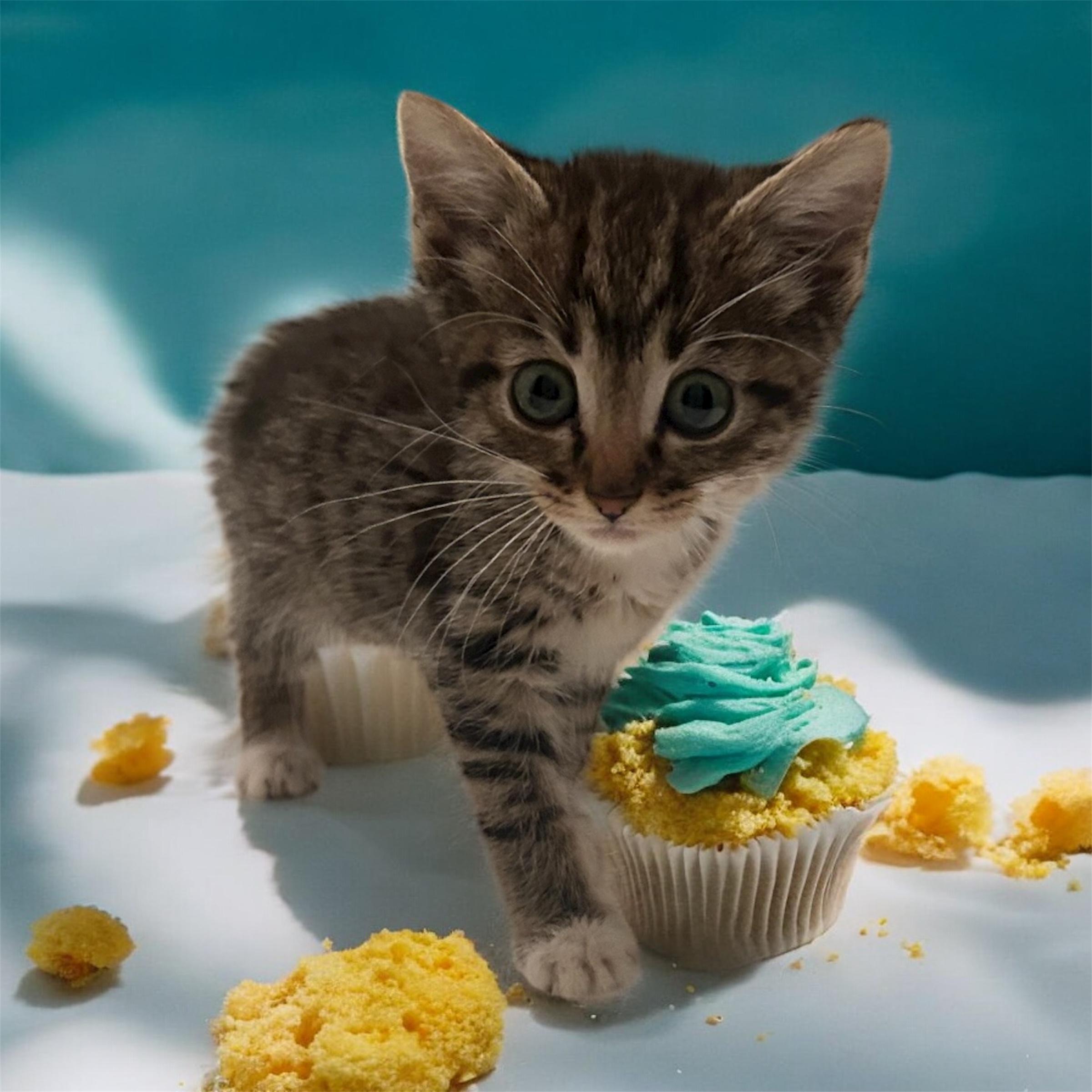 Sparkle, a Adoptable Domestic Short Hair in Tulsa, OK image 2/2