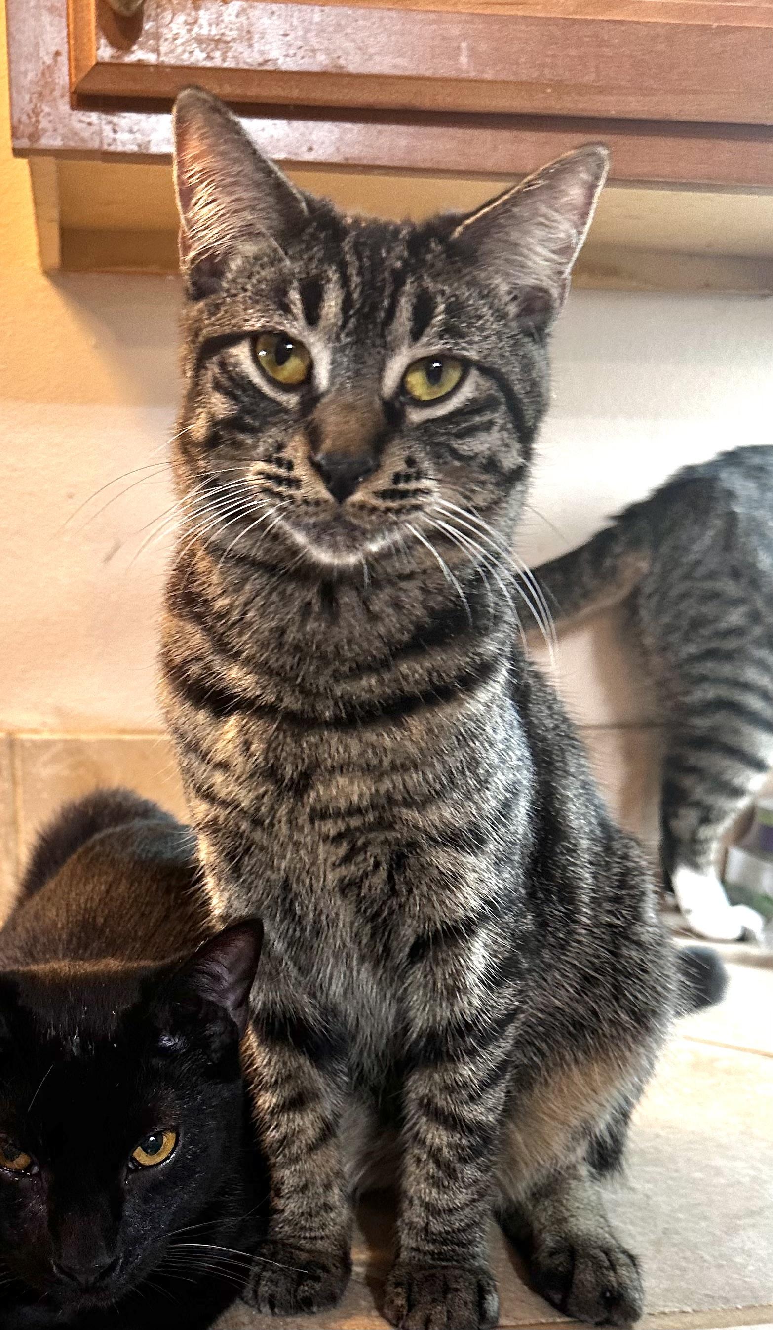 Enlarge Frito, a ADOPTABLE Tabby in Lake Worth, FL image 1/2