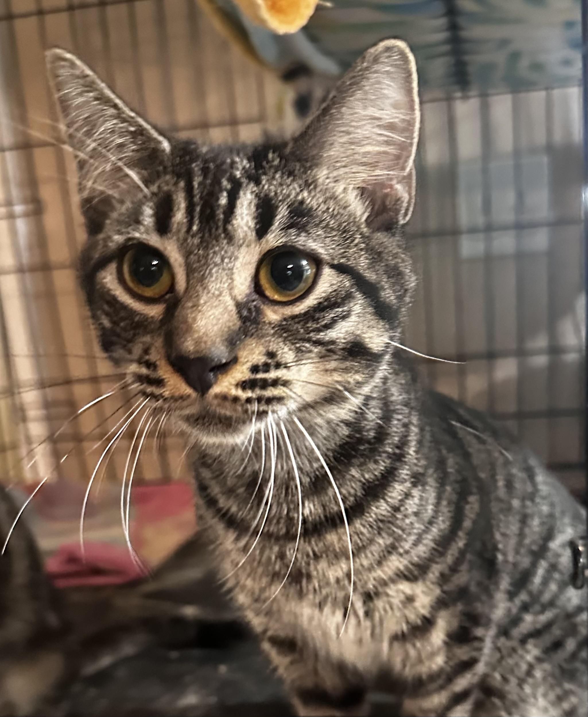 Enlarge Frito, a ADOPTABLE Tabby in Lake Worth, FL image 2/2