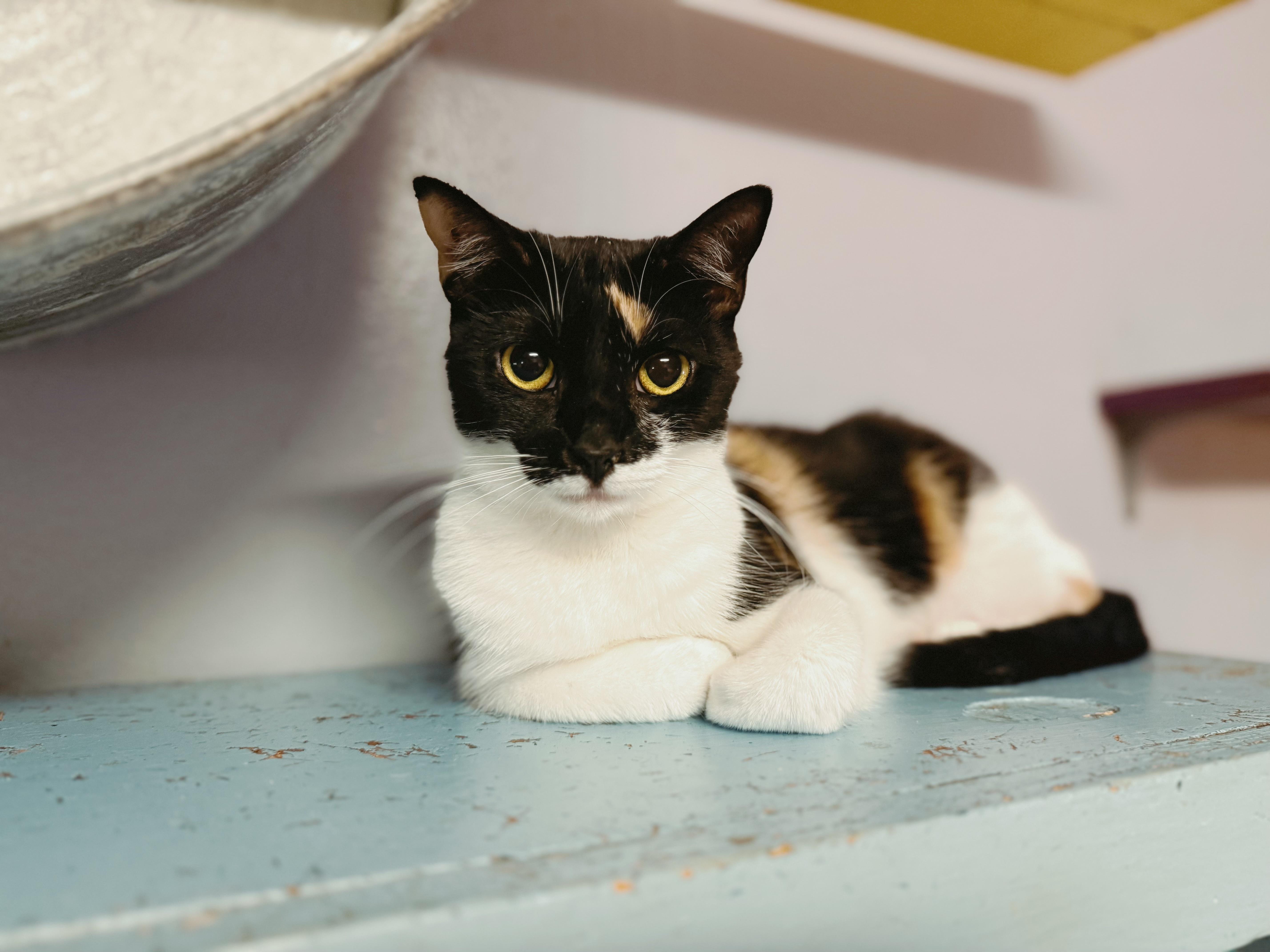 Enlarge Winnie, a Adoptable Domestic Short Hair in Varnville, SC image 1/1