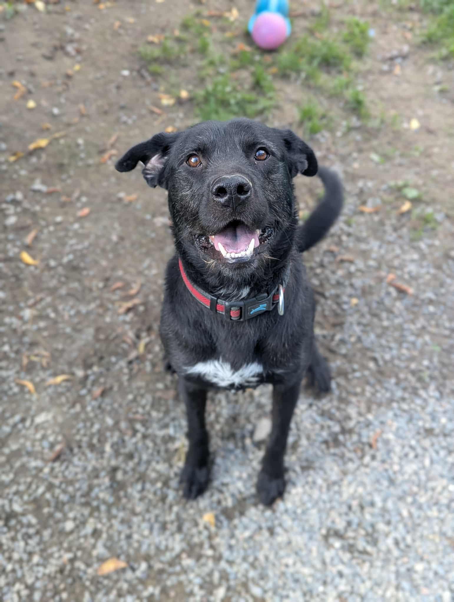Buster, Adoptable, Adult Male Cattle Dog.