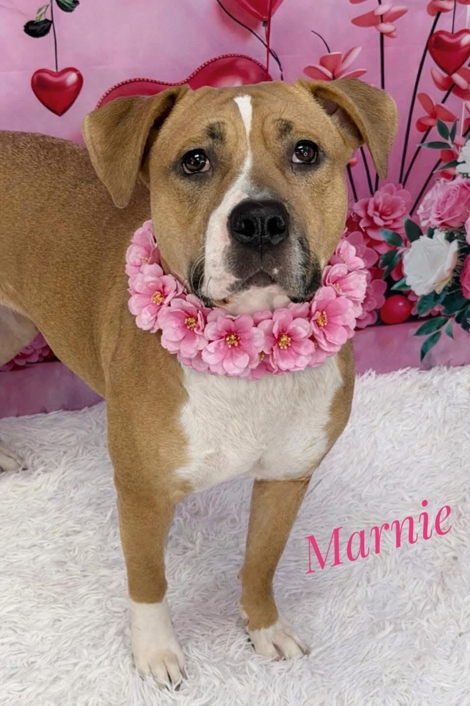 Enlarge Marnie, a ADOPTABLE Mixed Breed in Flint, MI image 1/1