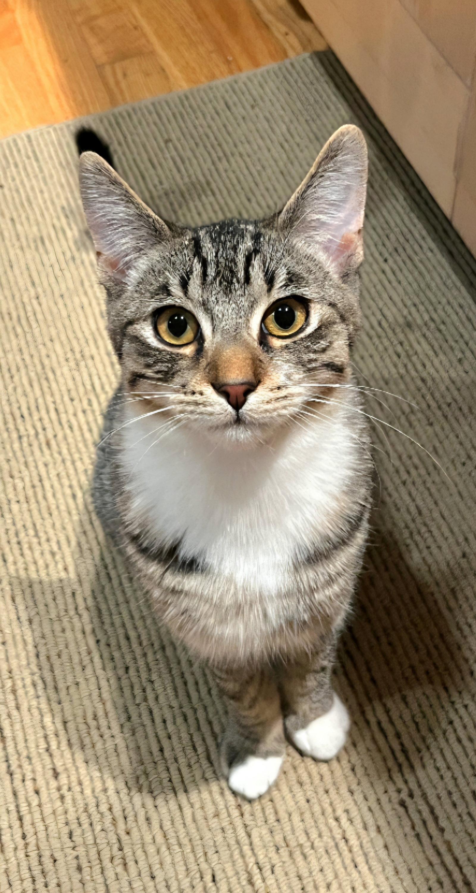 Socks, Adoptable, Young Male Tabby & Domestic Short Hair.