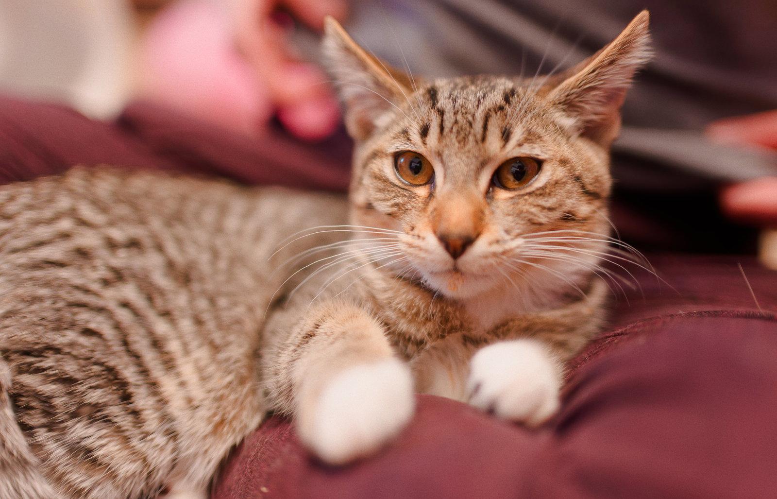 Enlarge Socks, a Adoptable mixed breed in Campbell, CA image 2/3
