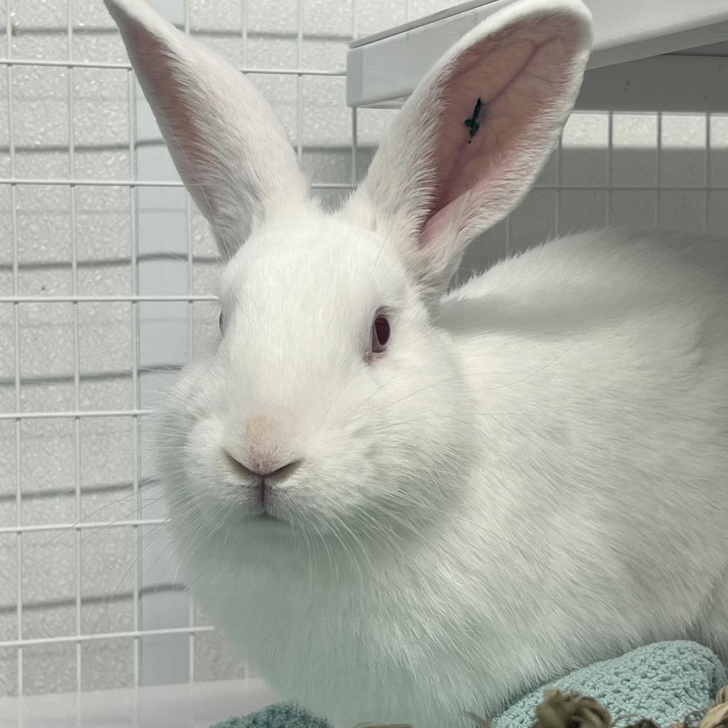 Trix, Adoptable, Young Male New Zealand.