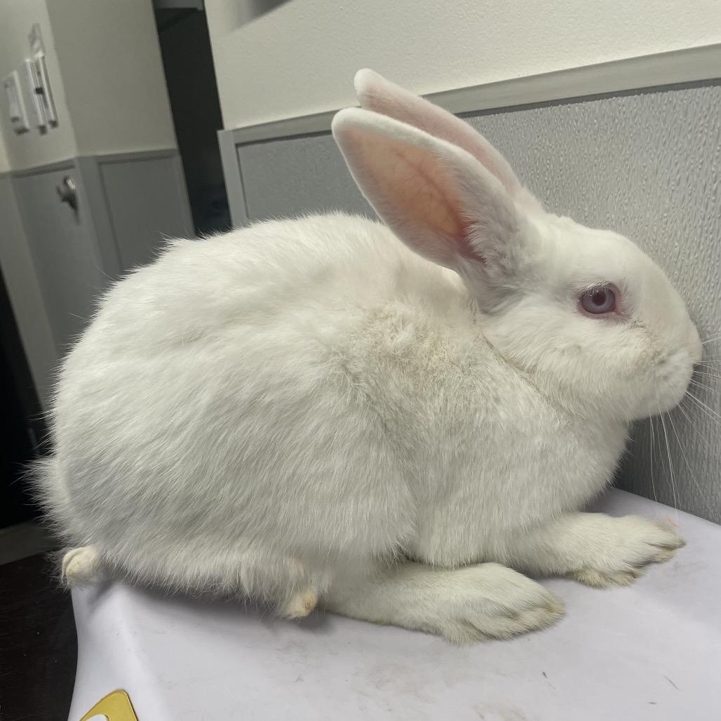 Enlarge Trix, a Adoptable New Zealand in Clearwater, FL image 2/2