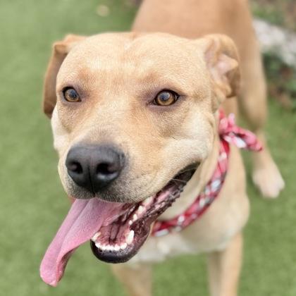 Goldilocks, Adoptable, Adult Female Labrador Retriever & Mixed Breed.