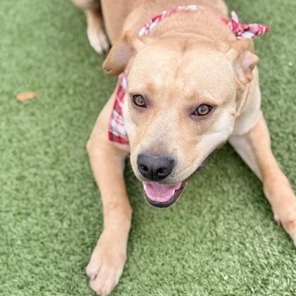 Goldilocks, a Adoptable mixed breed in Largo, FL image 2/3