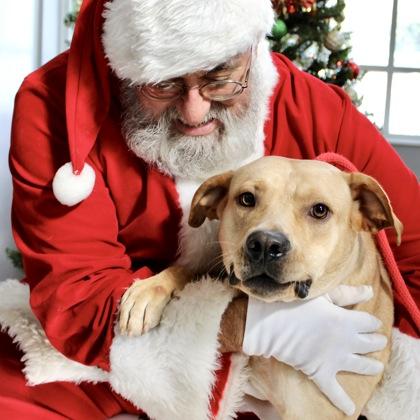 Goldilocks, a Adoptable mixed breed in Largo, FL image 3/3