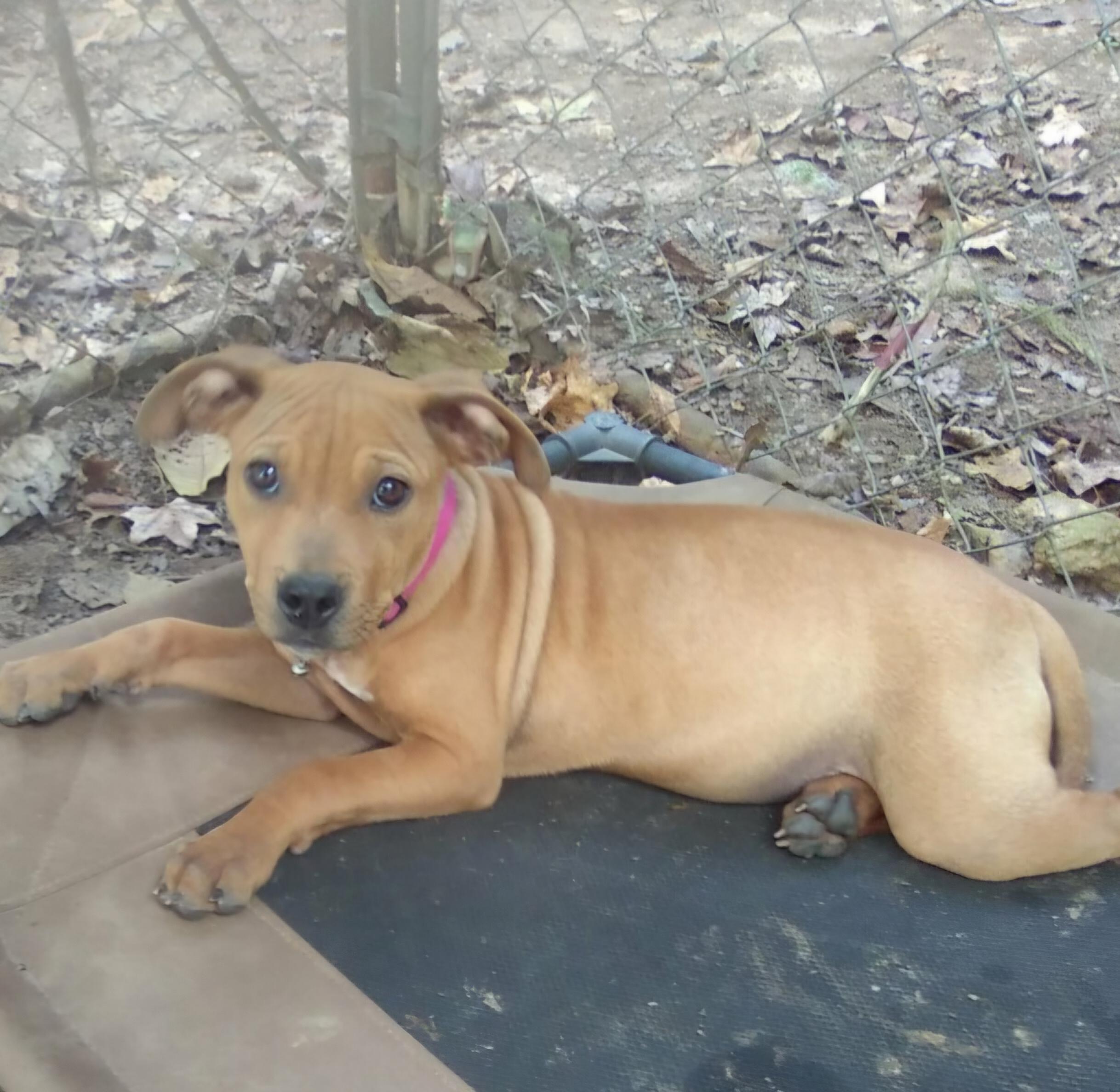 Enlarge Dumplin, a Adoptable mixed breed in Monroe, NC image 2/2
