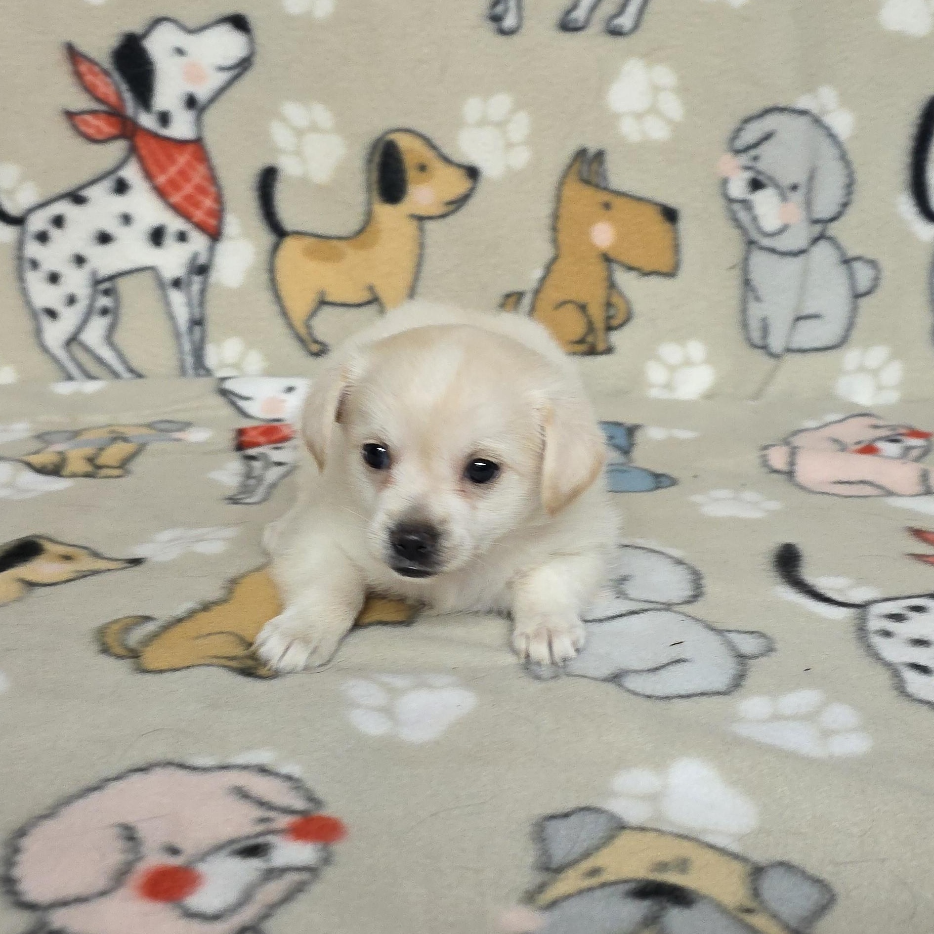 Ariel, a ADOPTABLE mixed breed in Dallas, GA image 4/5