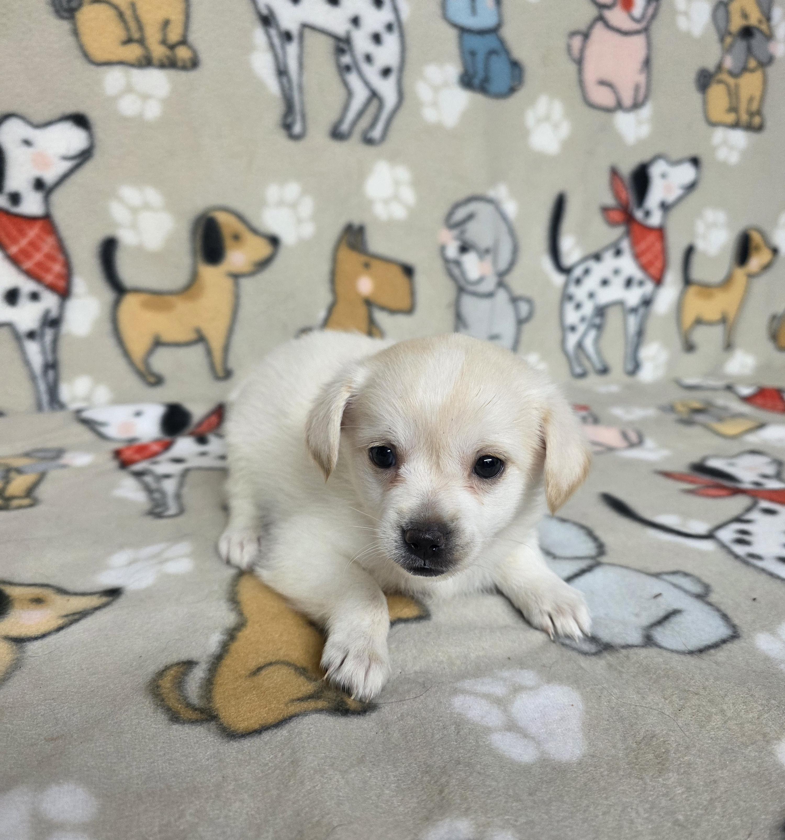 Ariel, a ADOPTABLE mixed breed in Dallas, GA image 2/5