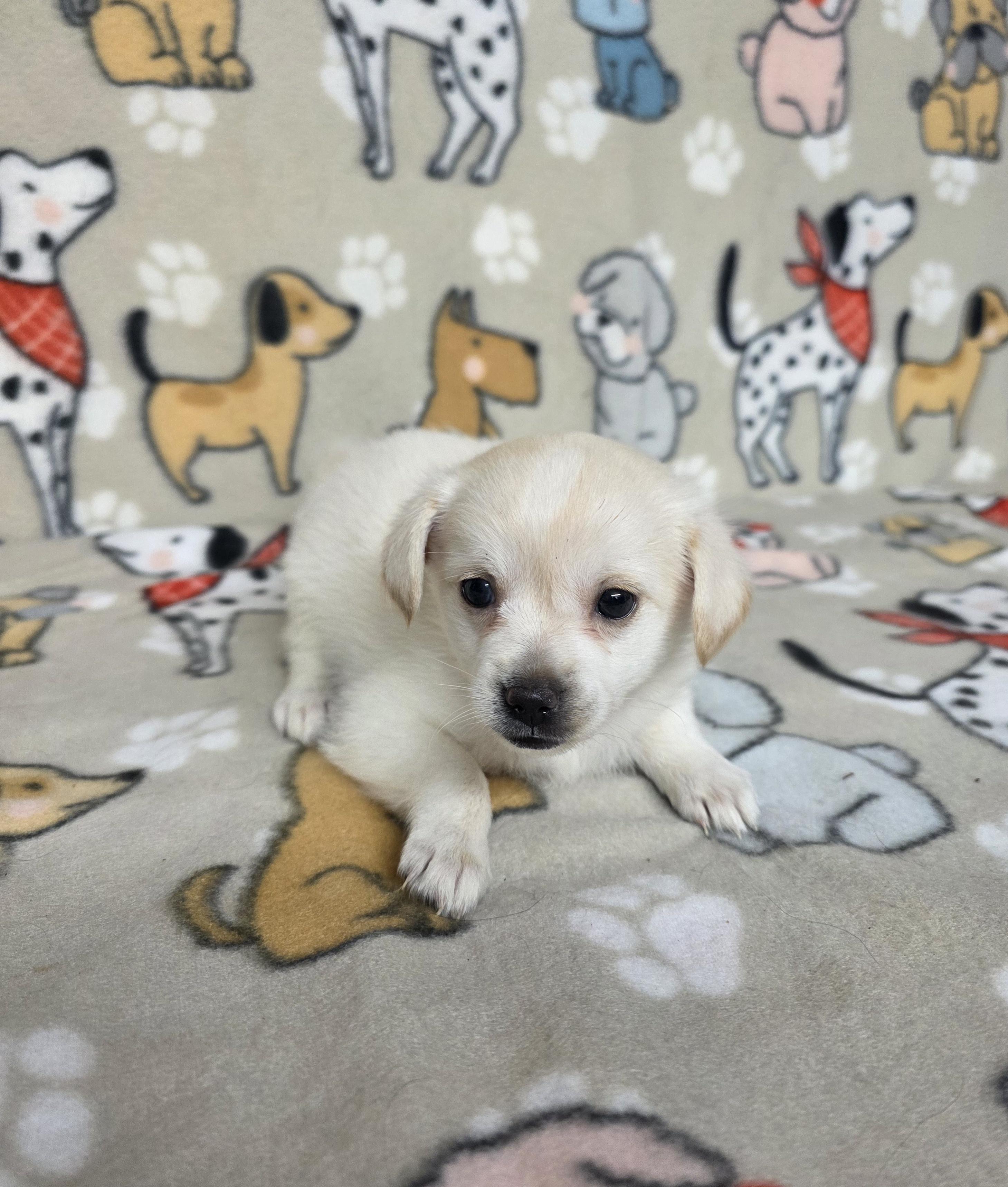 Ariel, a ADOPTABLE mixed breed in Dallas, GA image 3/5