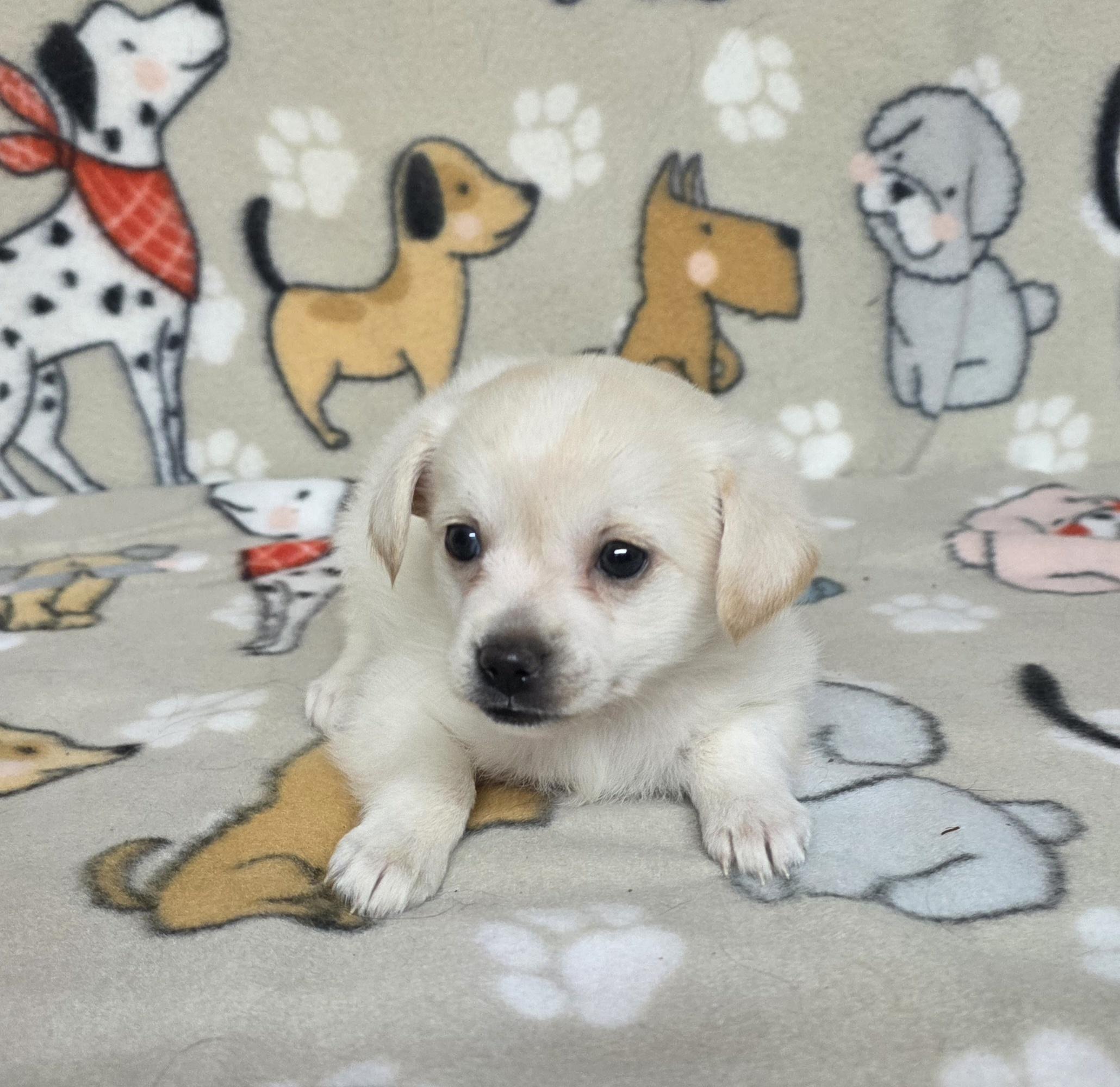 Ariel, a ADOPTABLE mixed breed in Dallas, GA image 5/5