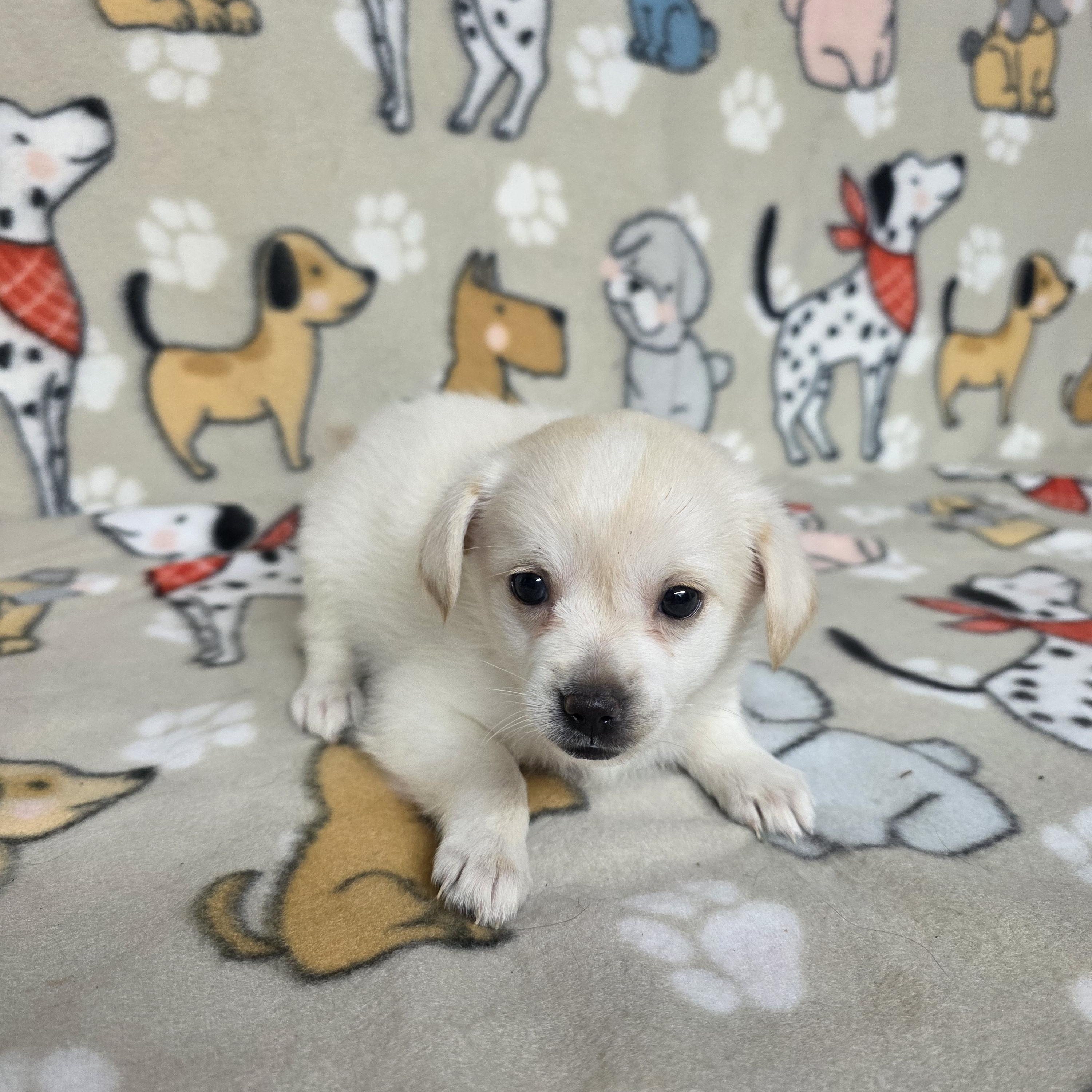 Ariel, a ADOPTABLE mixed breed in Dallas, GA image 1/5