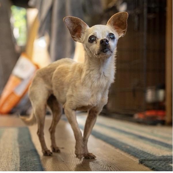 Evelyn, ADOPTABLE, Senior Female Chihuahua.