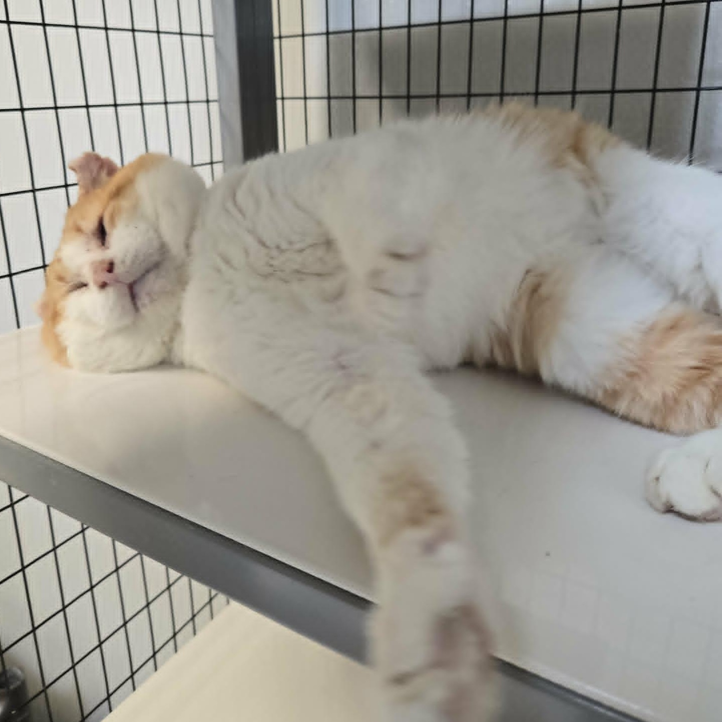 Q*bert, a ADOPTABLE Domestic Short Hair in Watertown, WI image 3/3